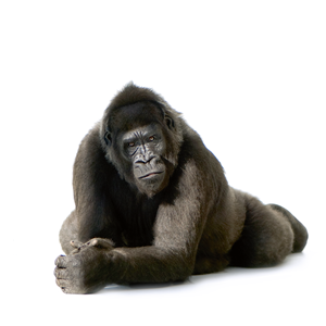 Gorilla
