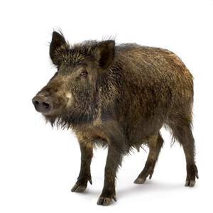 Wildschwein